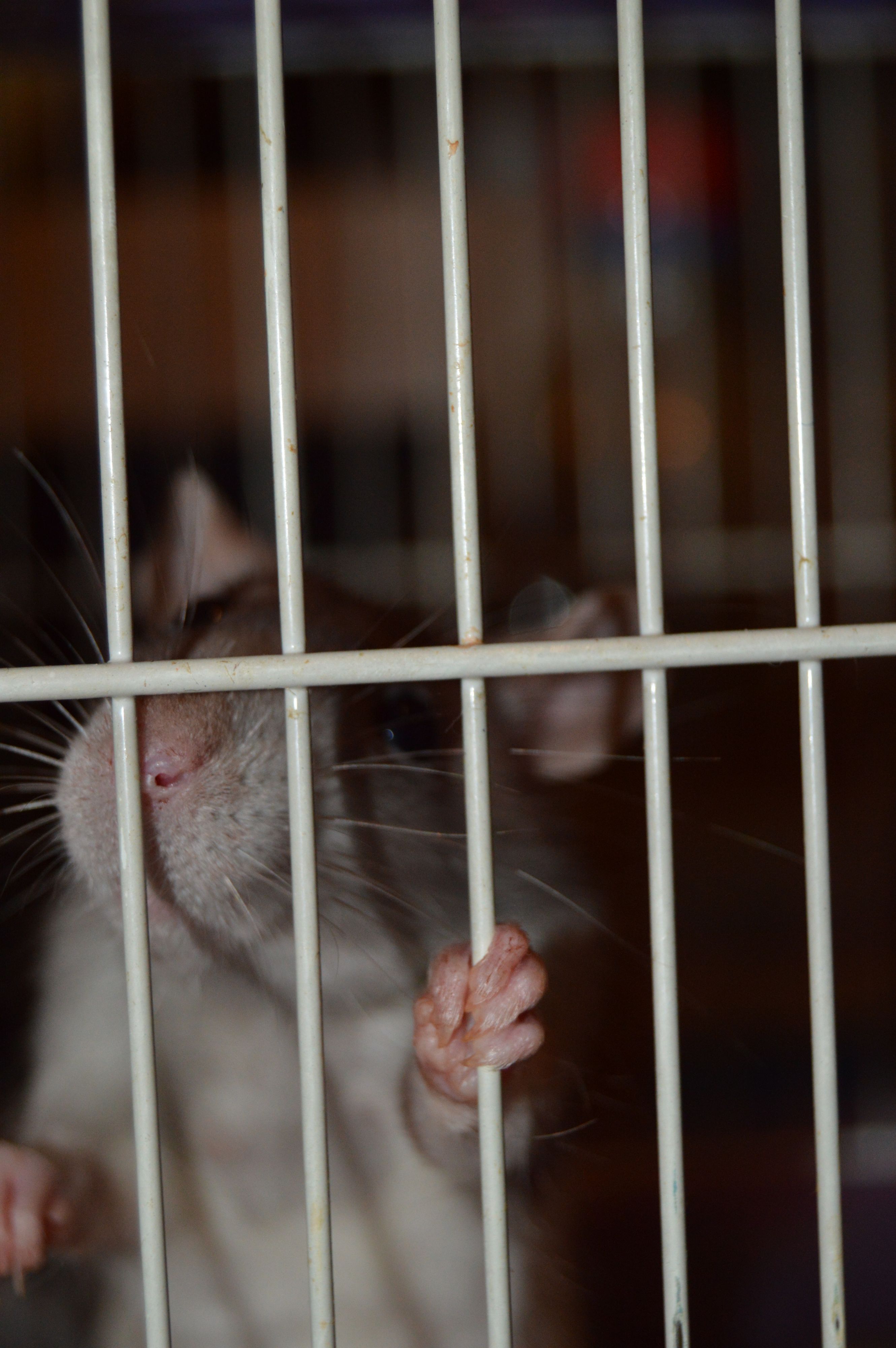 Сижу за решеткой!