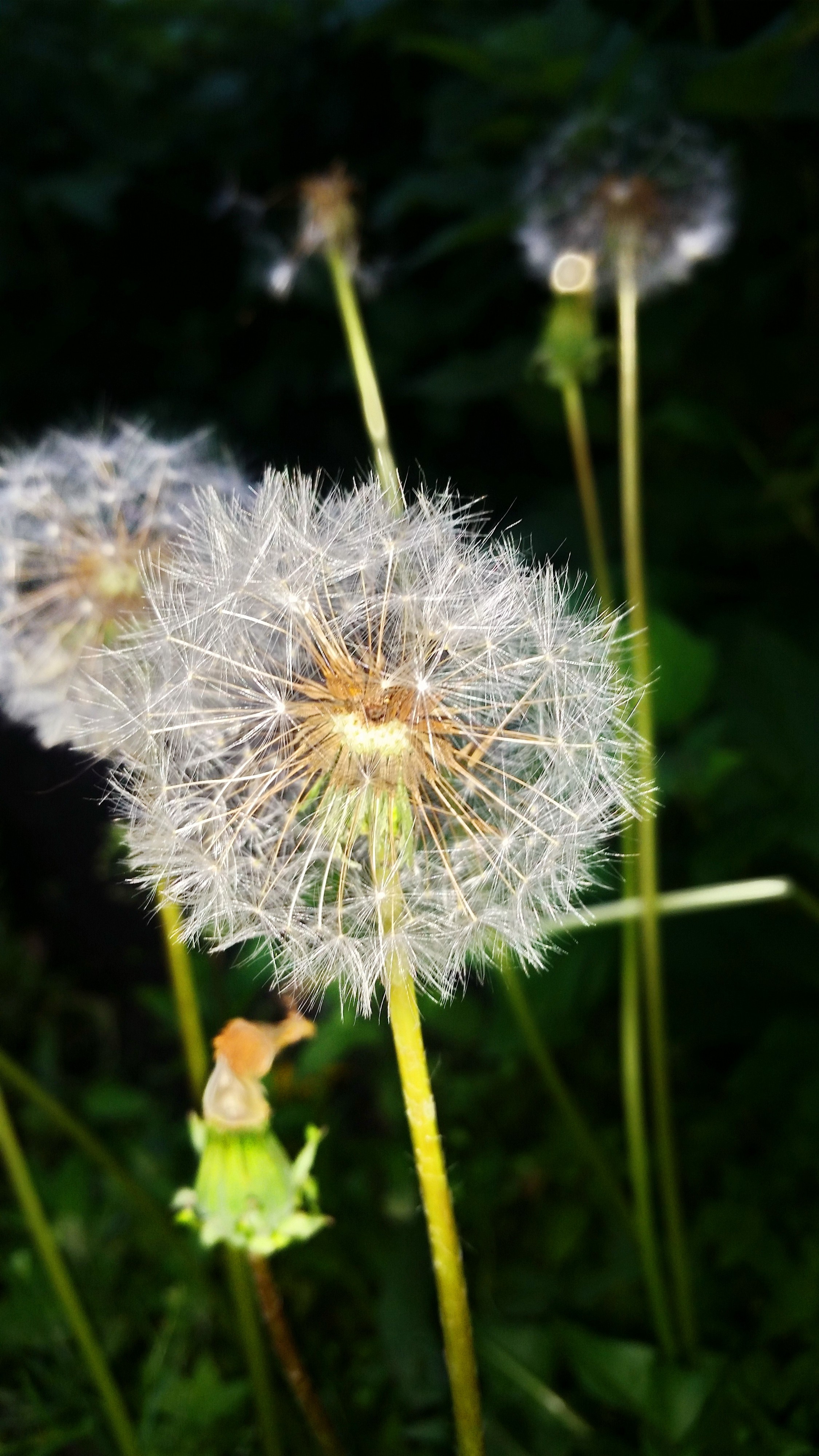 одуван ночной))))))