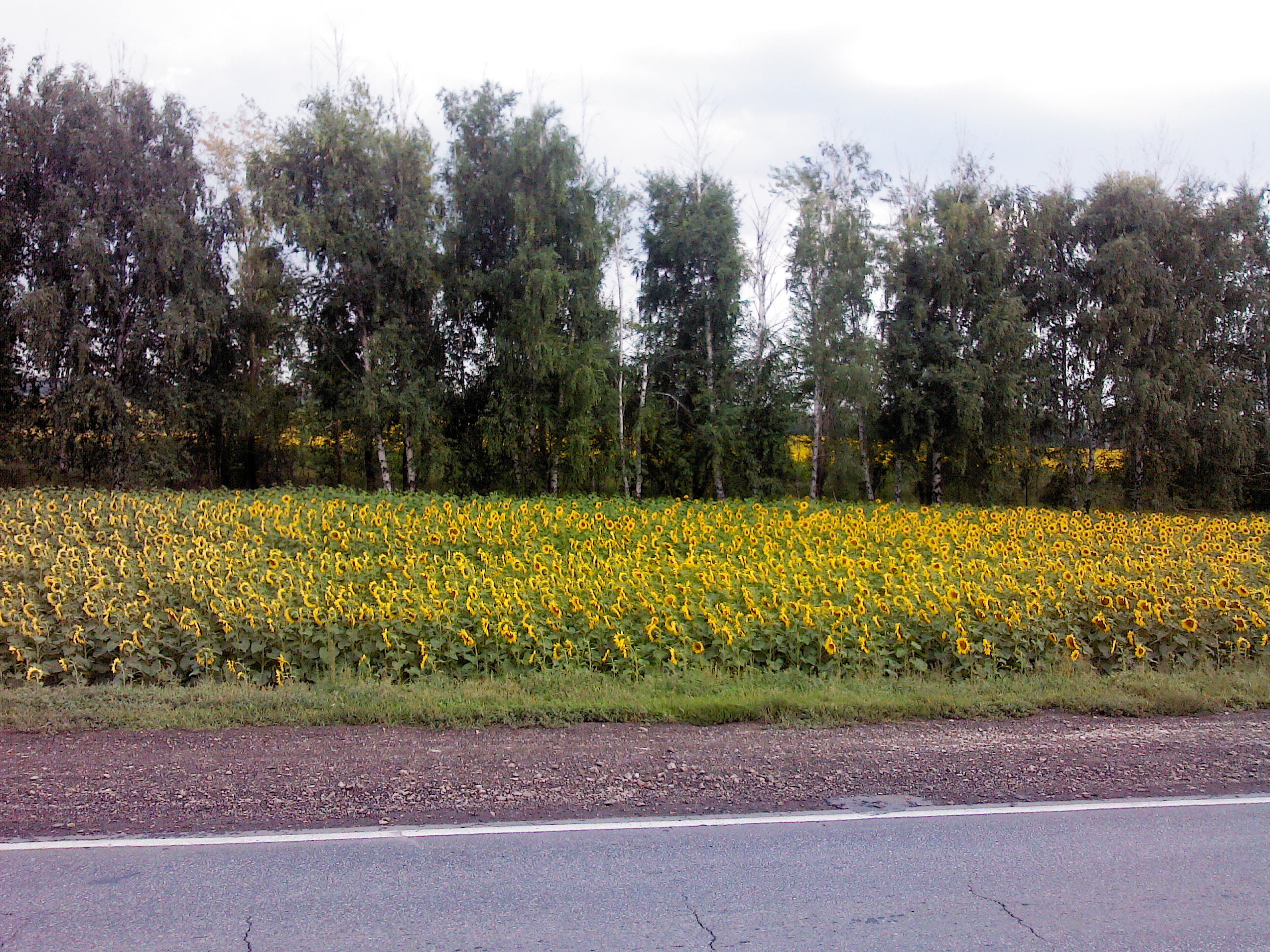 подсолнуховое поле