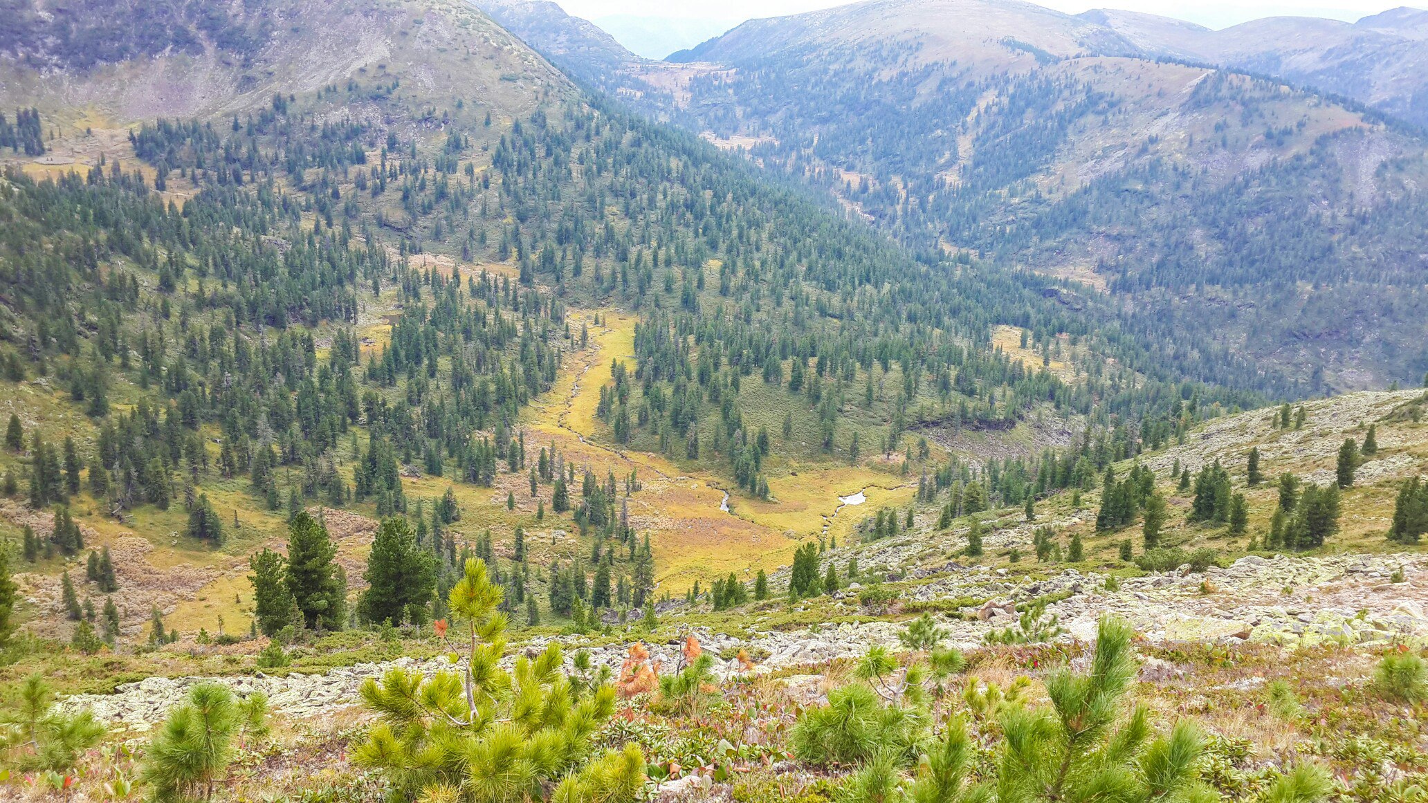 Как будто дети  в школу тянутся осенним утречком 