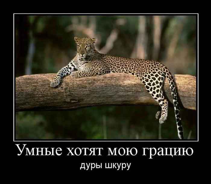 Грация и шкура