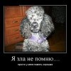 Не злопамятный Не злопамятный