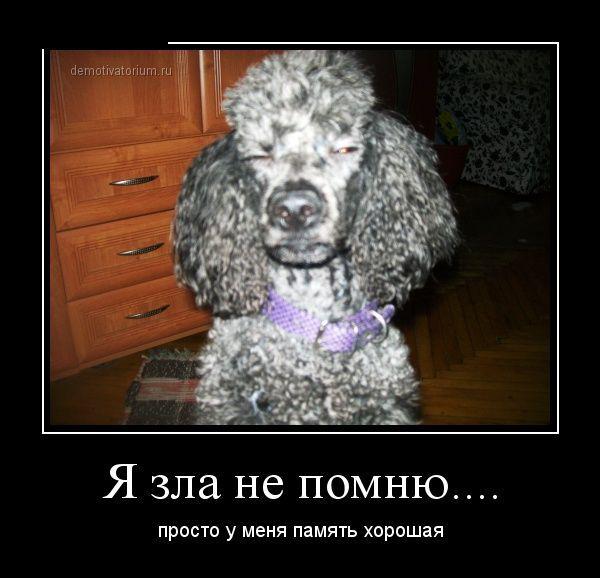 Не злопамятный