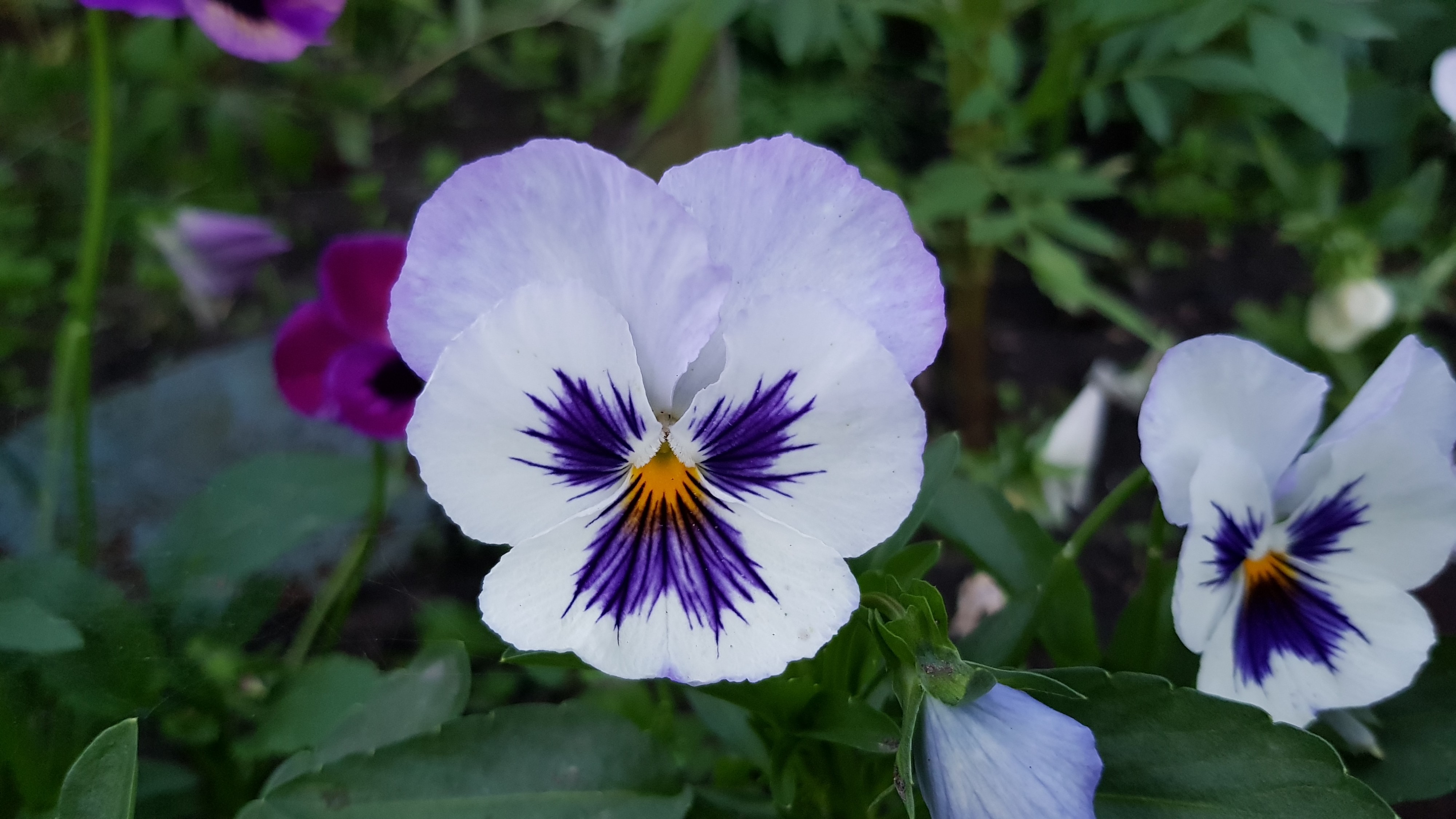 суровый цвитог))))))