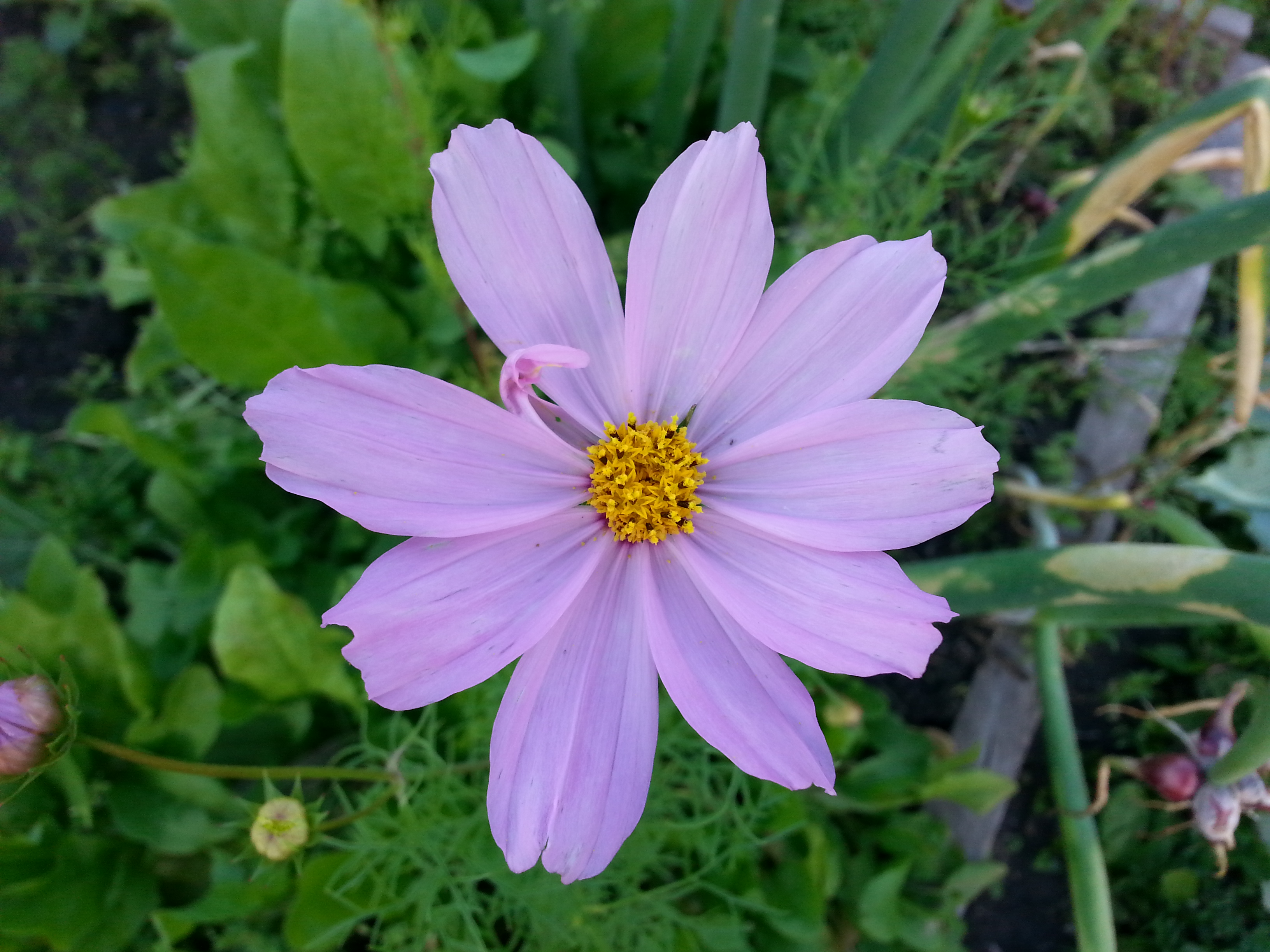 Космеище)))))