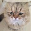 самый расстроенный кот)))))) самый расстроенный кот))))))