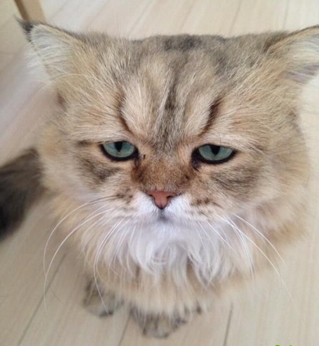 самый расстроенный кот))))))