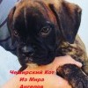 Новый член семьи)) Новый член семьи))