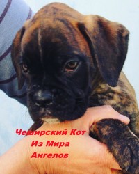 Новый член семьи))