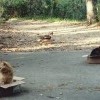 Ловушка для котов. Работает!
