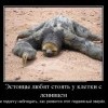 Ленивец