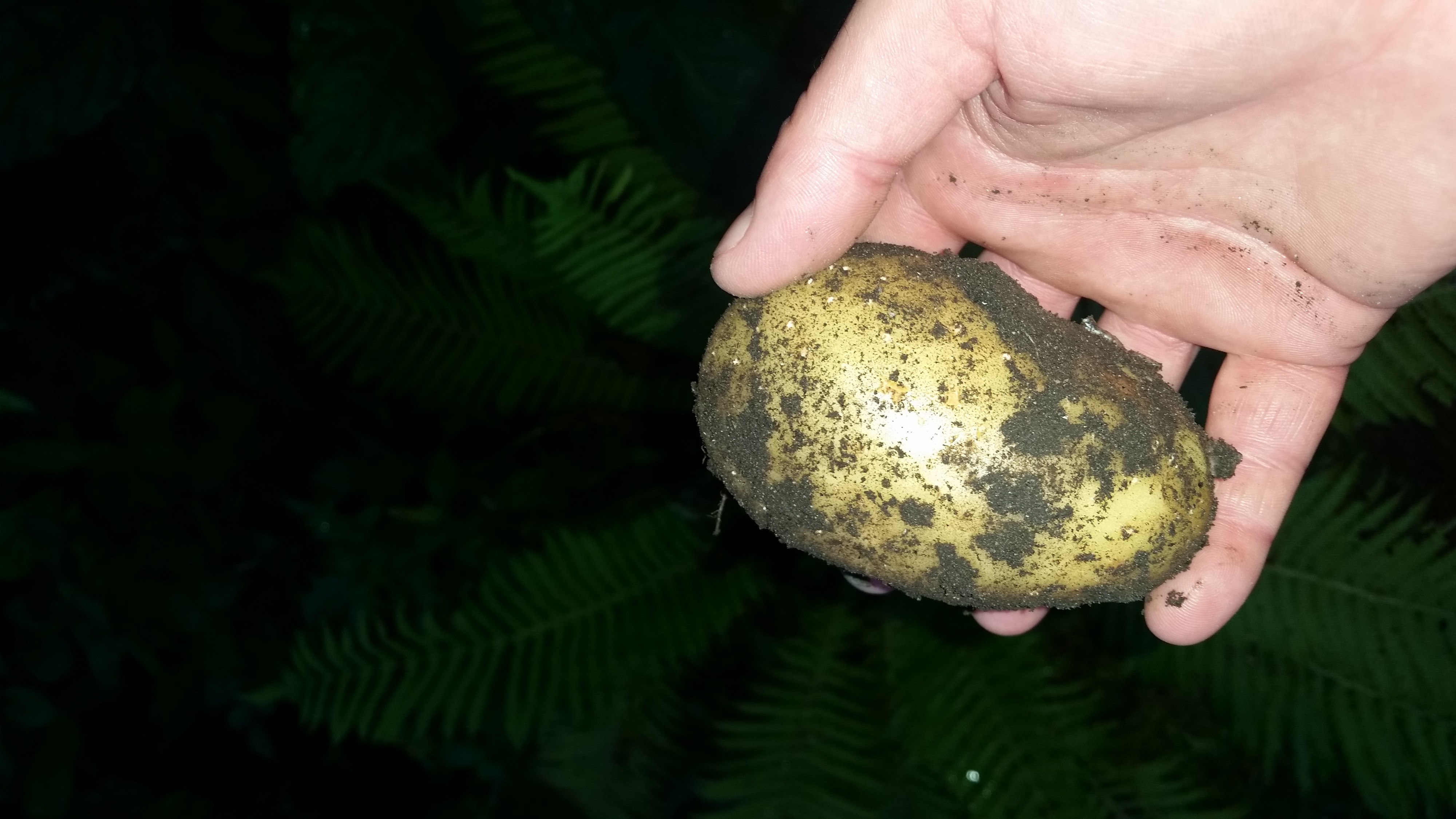 картоФАН))))