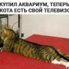 Телевизор для Котэ