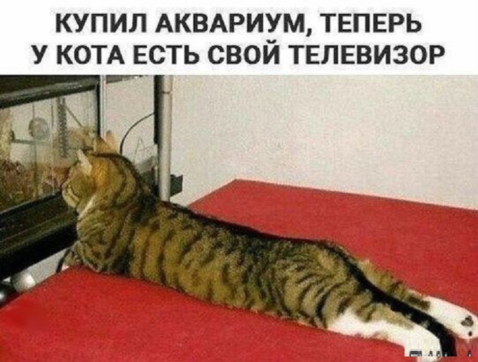 Телевизор для Котэ