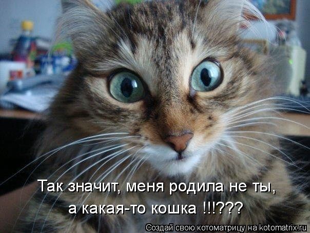 Котэ7