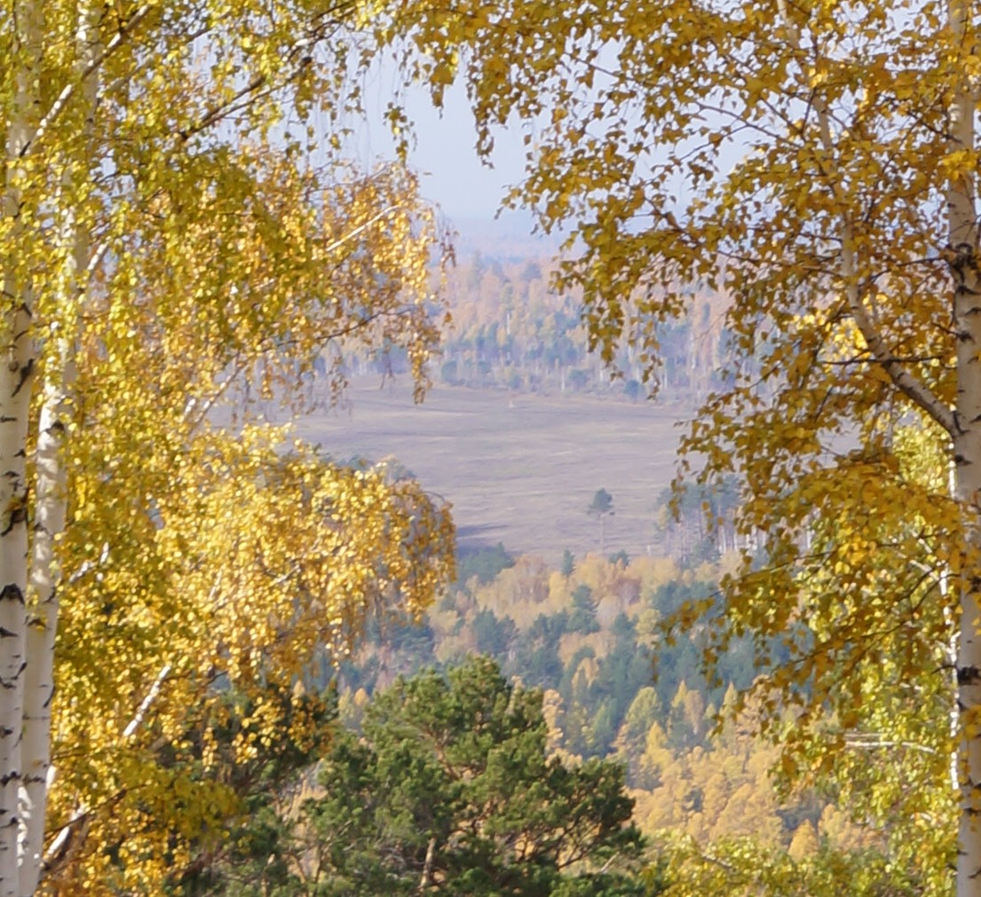 Осень в берёзовой рамке