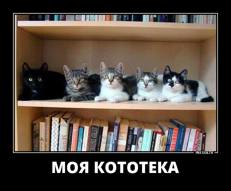 Моя кототека