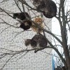 коты прилетели - к весне..))