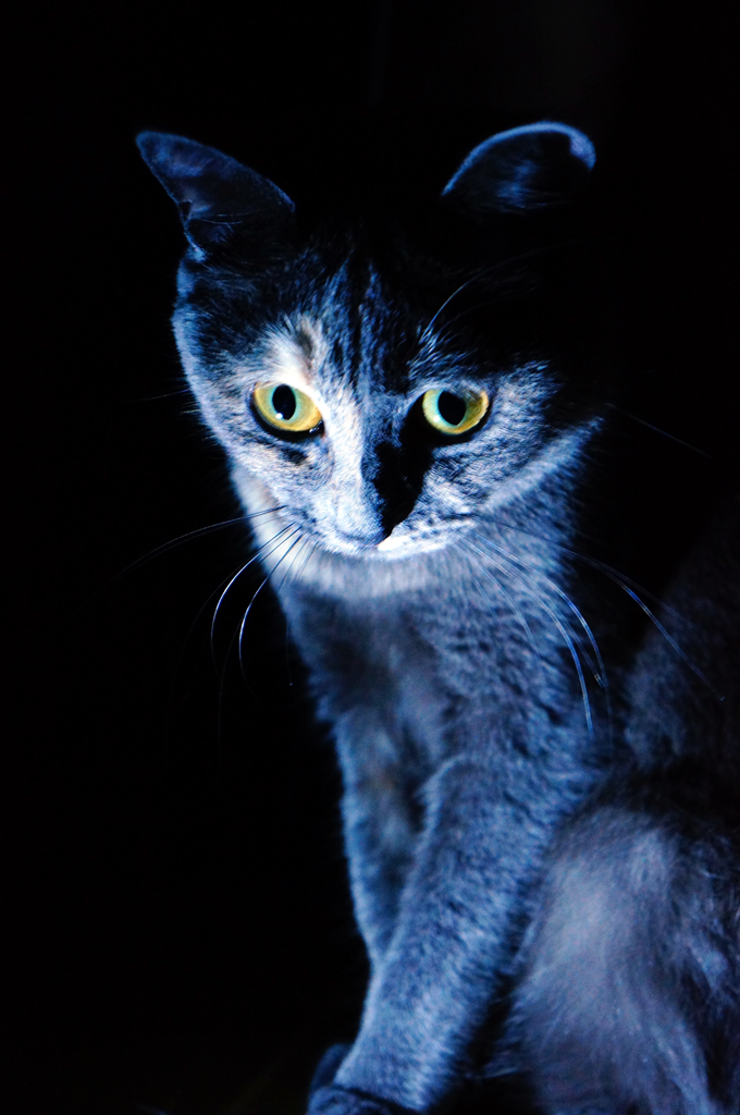 кот