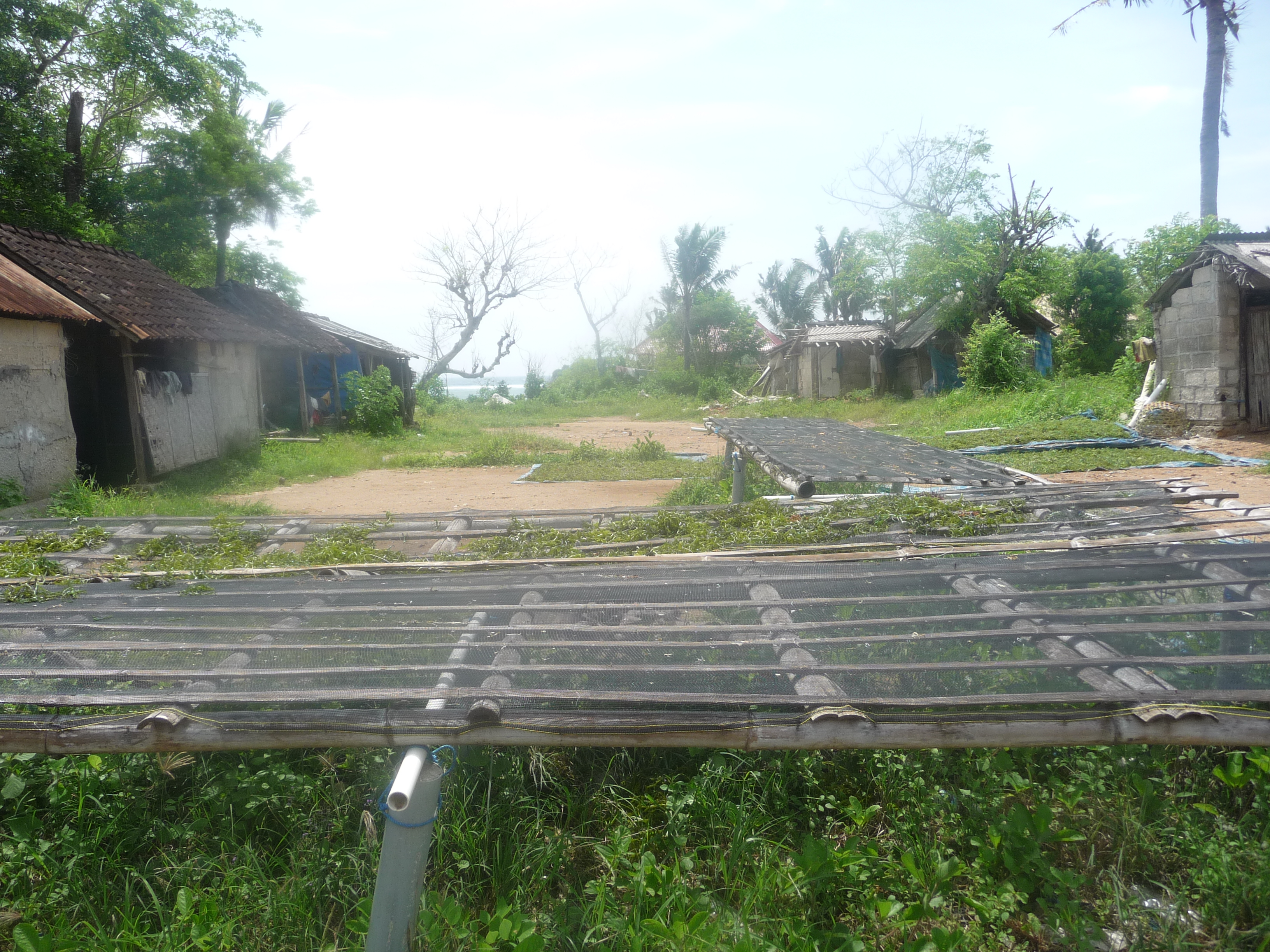 потом водоросли сушат