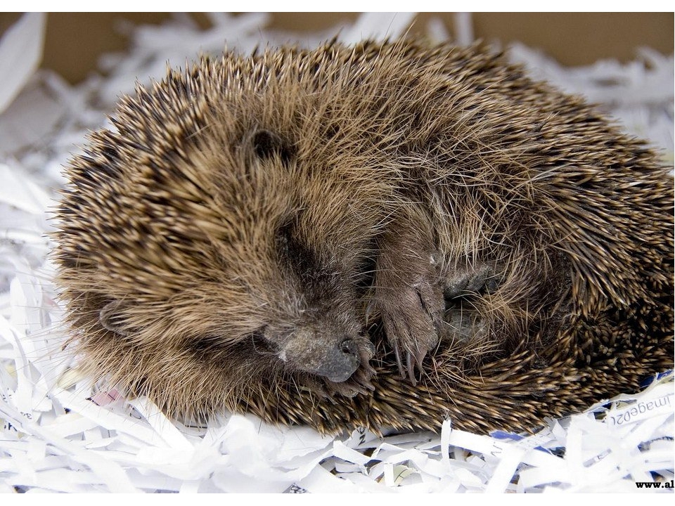 зимний сон5