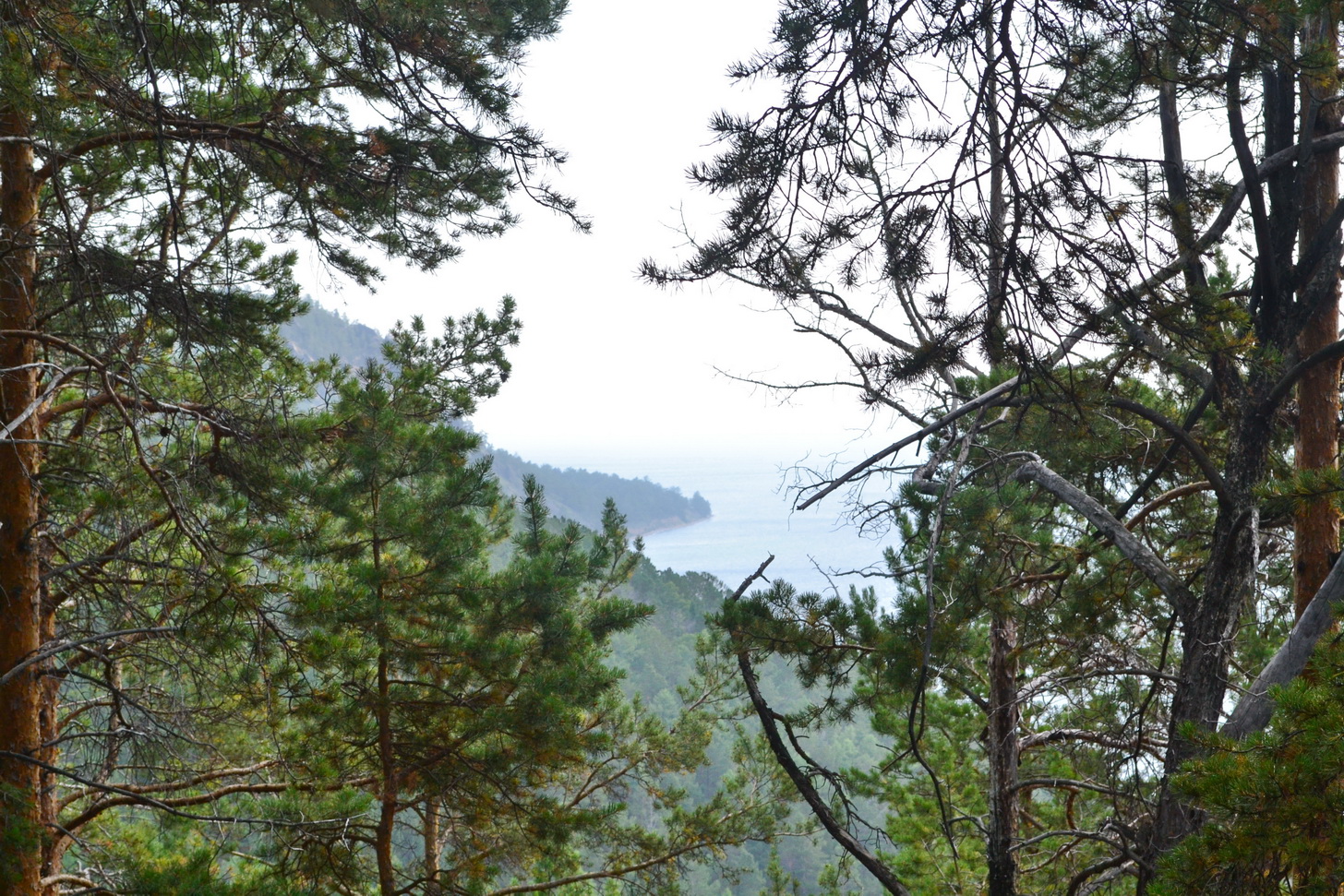 Большие КОты))))))