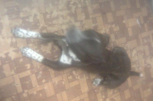  Срочно!  Найден пёс в ошейнике.  Просьба откликнуться хозяину или дать его координаты. 