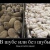 Овца,остаётся овцой