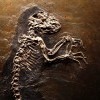 опровержение общеизвестных фактов об эволюции опровержение общеизвестных фактов об эволюции
