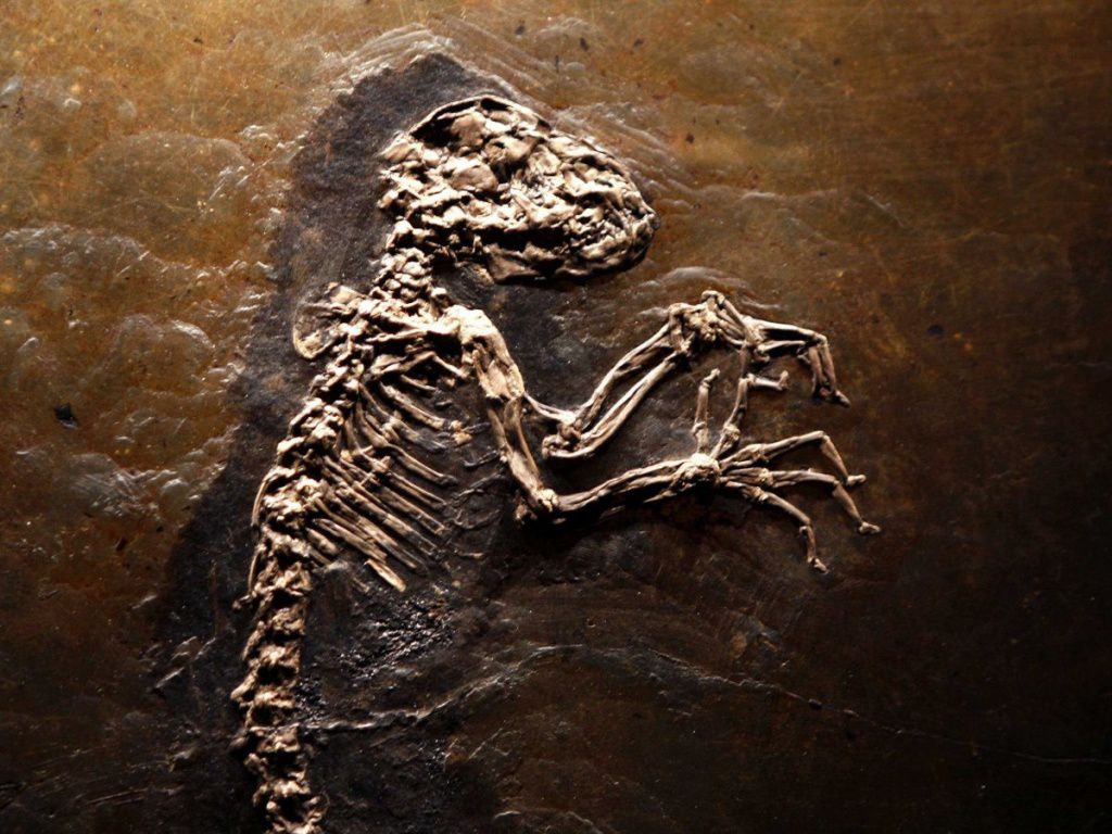 опровержение общеизвестных фактов об эволюции