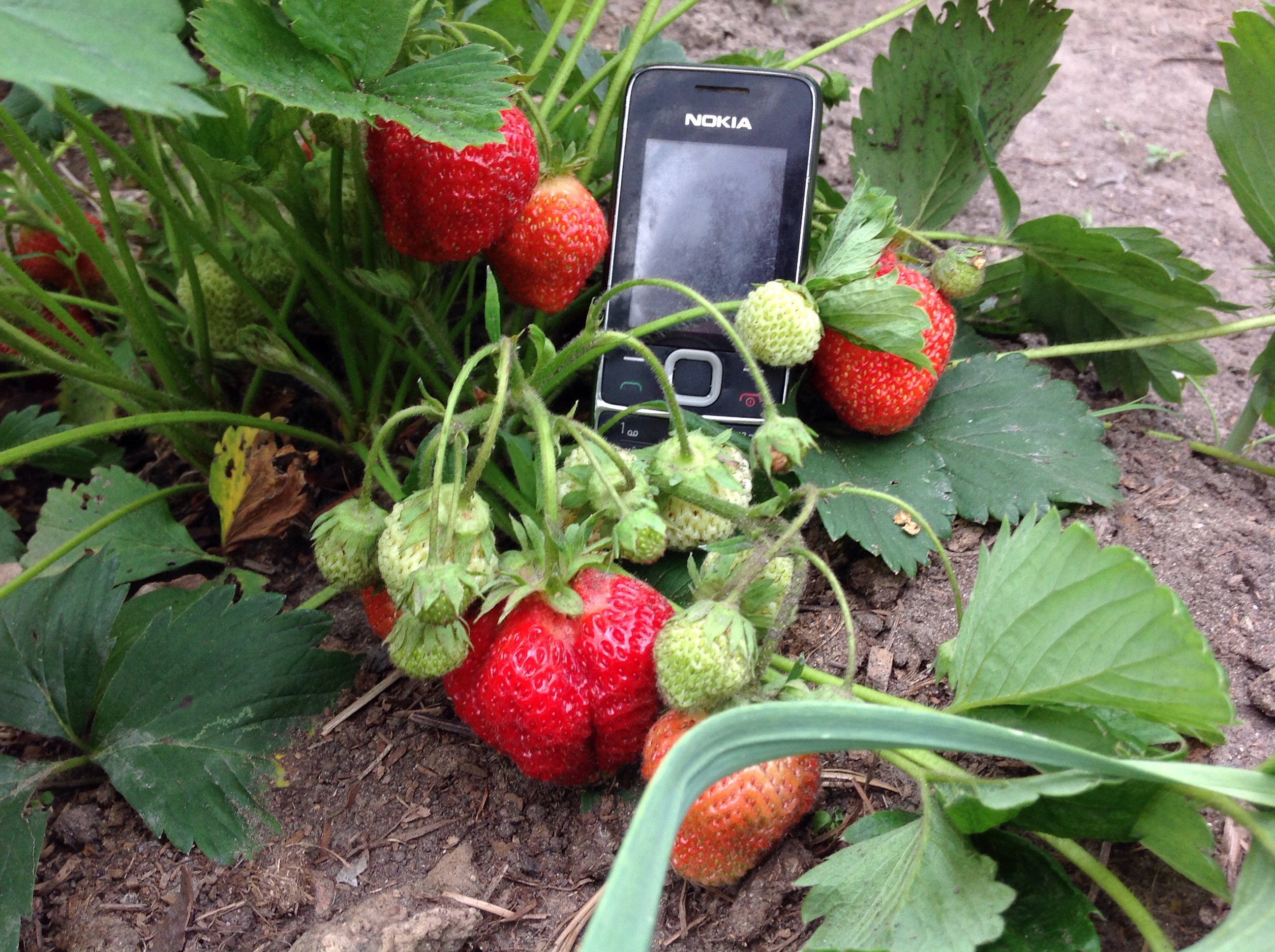 Клубника, коию готовятся собрать перед дождем