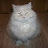 Нежручий мяса котд))))))