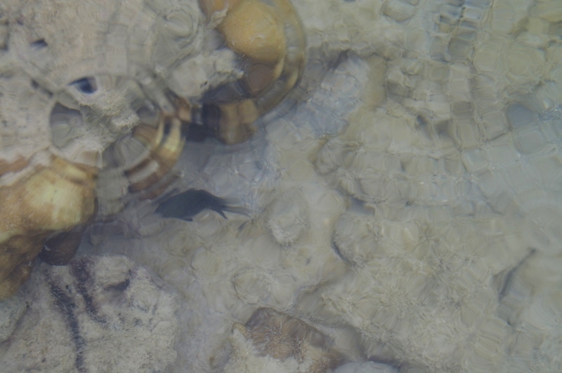 рыбка черенькая