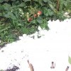 Клубника ремонтантствует игнорируя снег Клубника ремонтантствует игнорируя снег