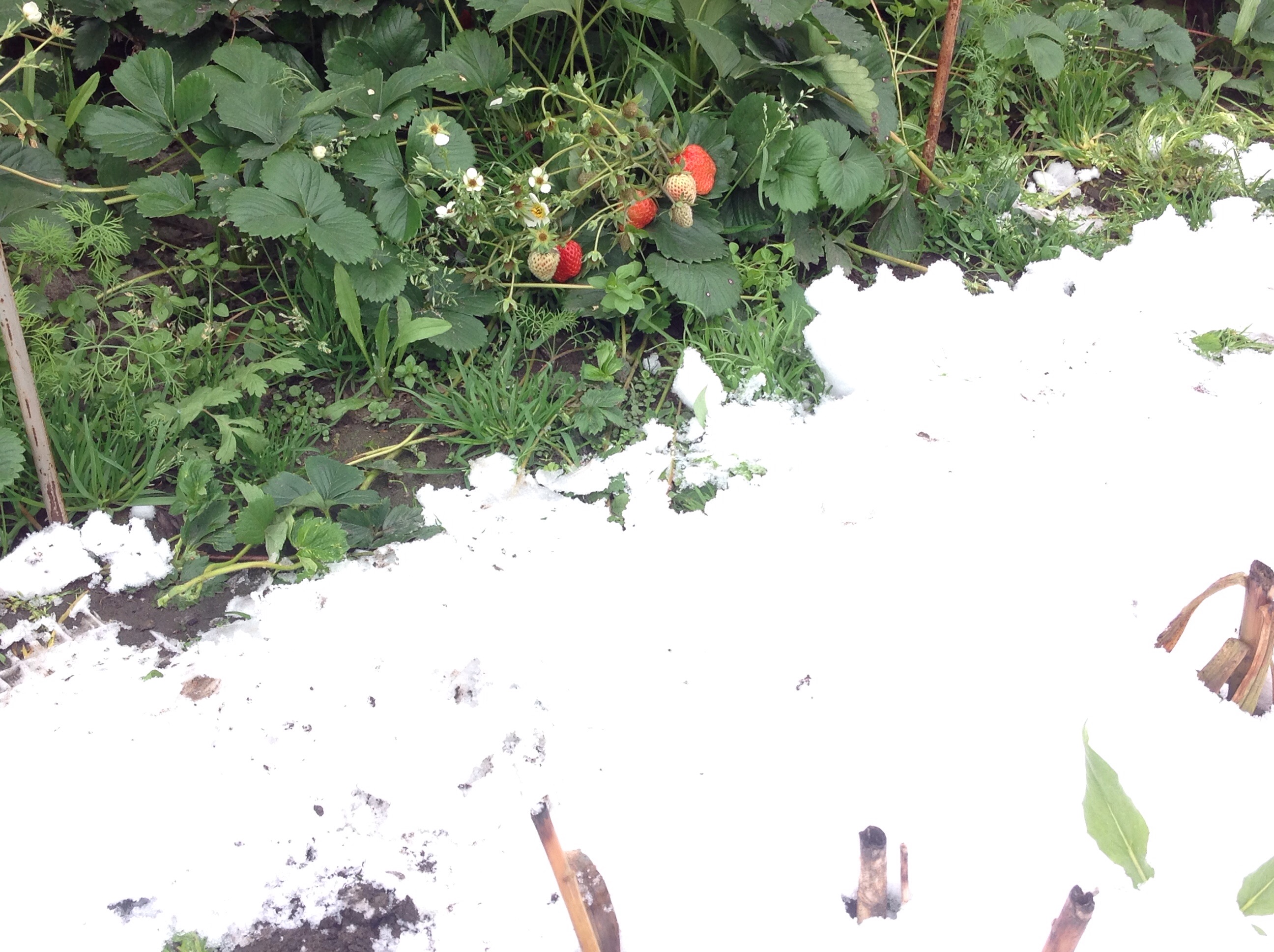 Клубника ремонтантствует игнорируя снег