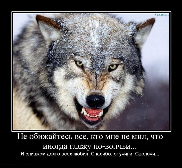 Иногда я гляжу по-волчьи...