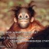 Фриона