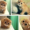 Котик Котик