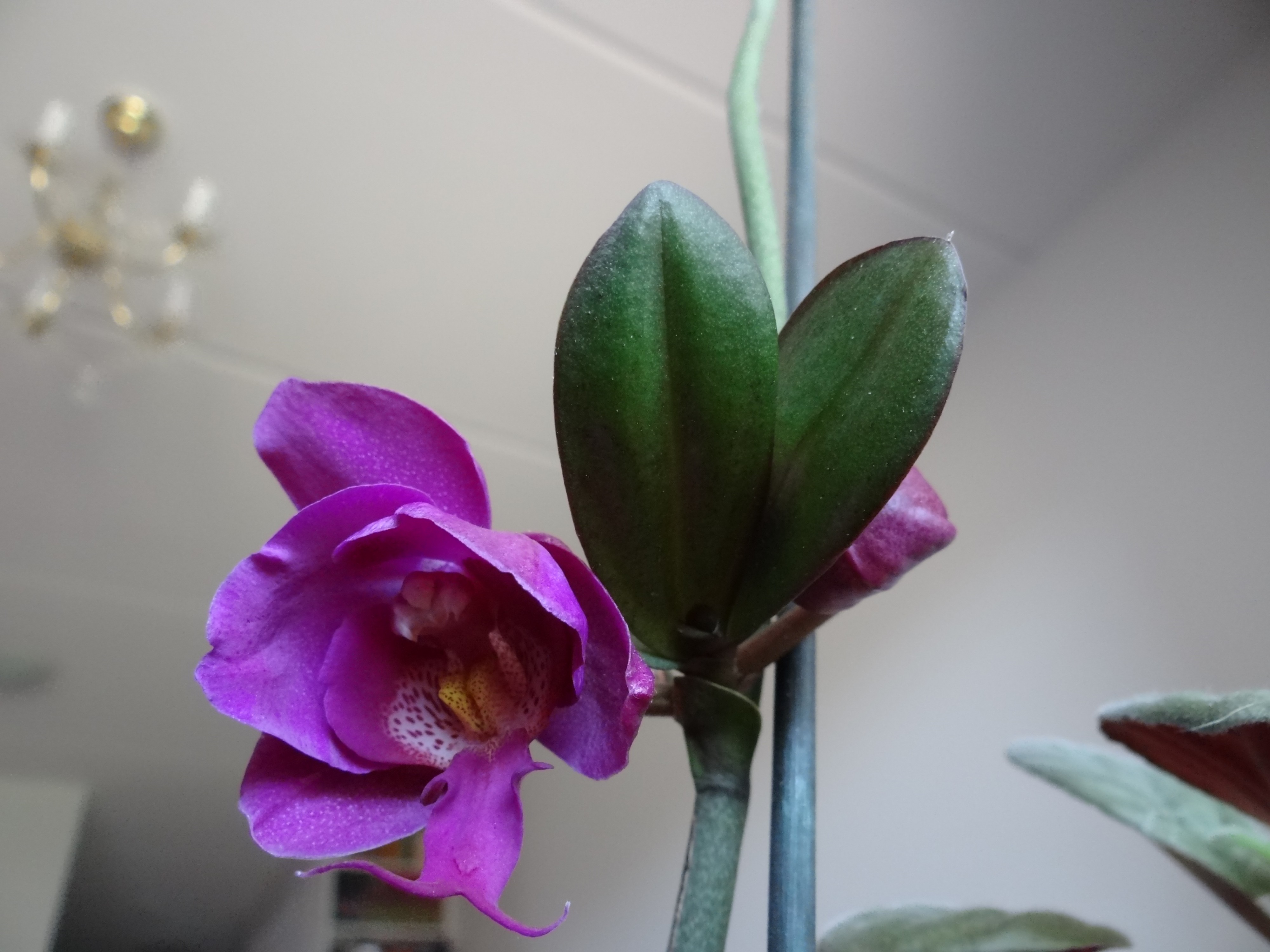 Расцвели, уж давно, орхидеи в саду...