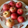 Apples on a plate
