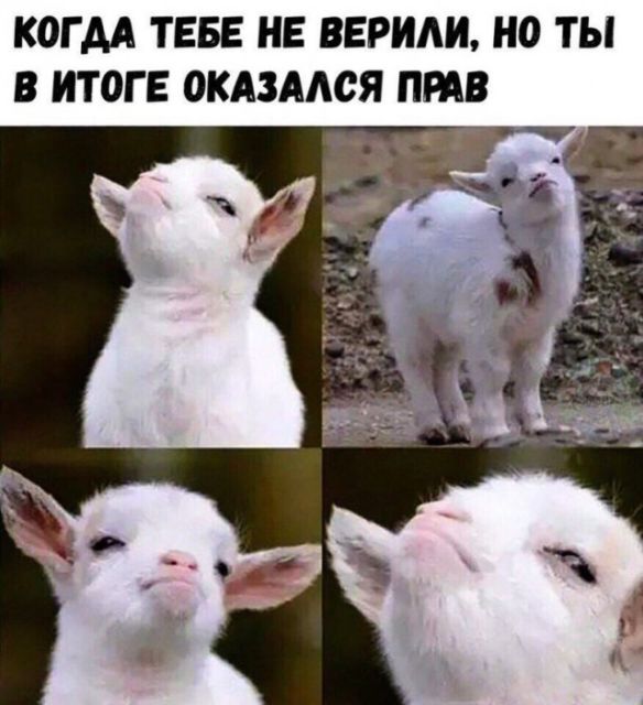 Когда оказался прав