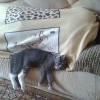 подвинулся бы