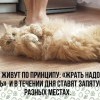 Коты и принцип Коты и принцип