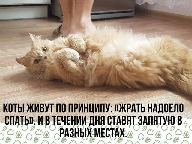Коты и принцип