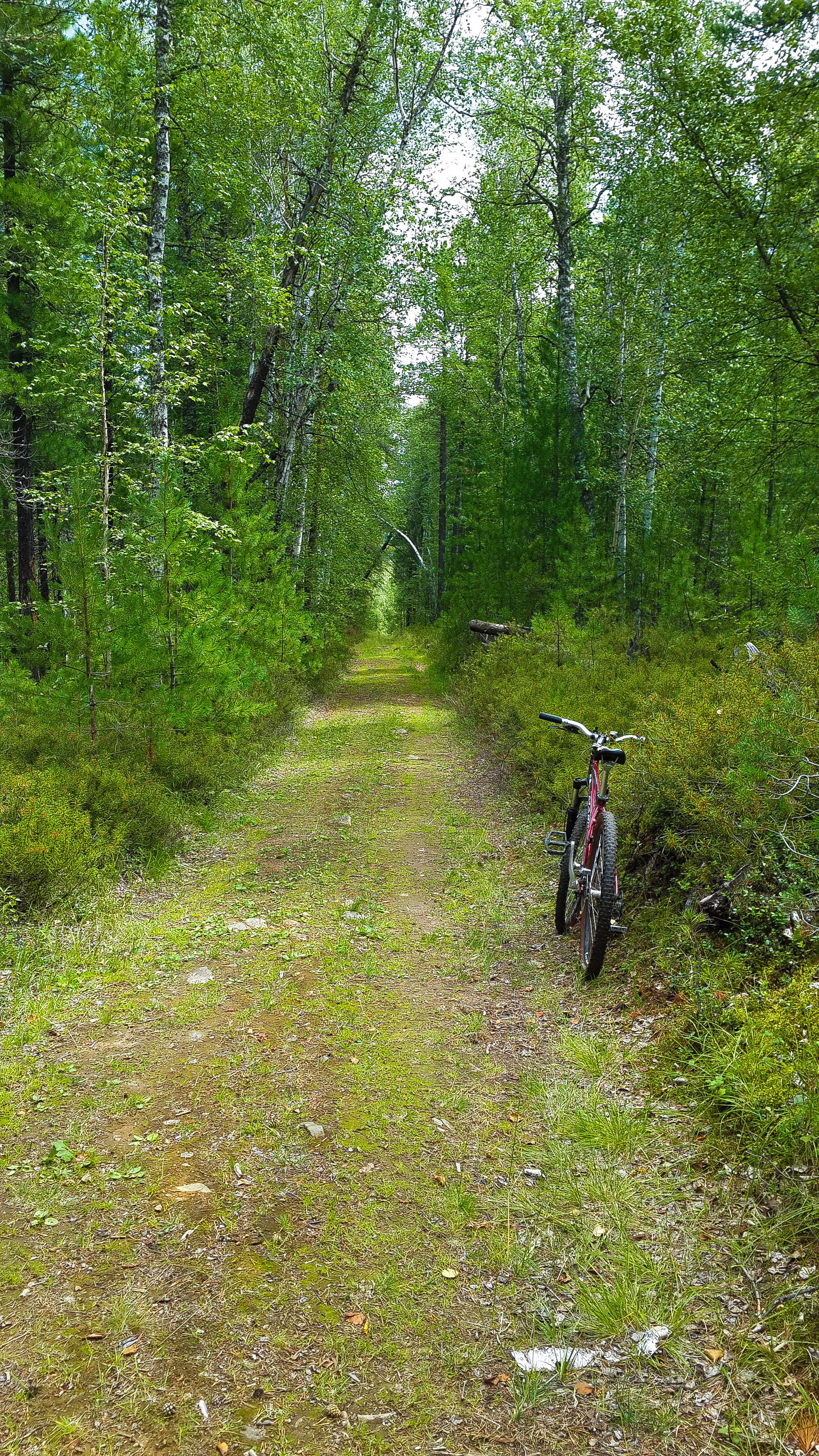парковая велодорожка