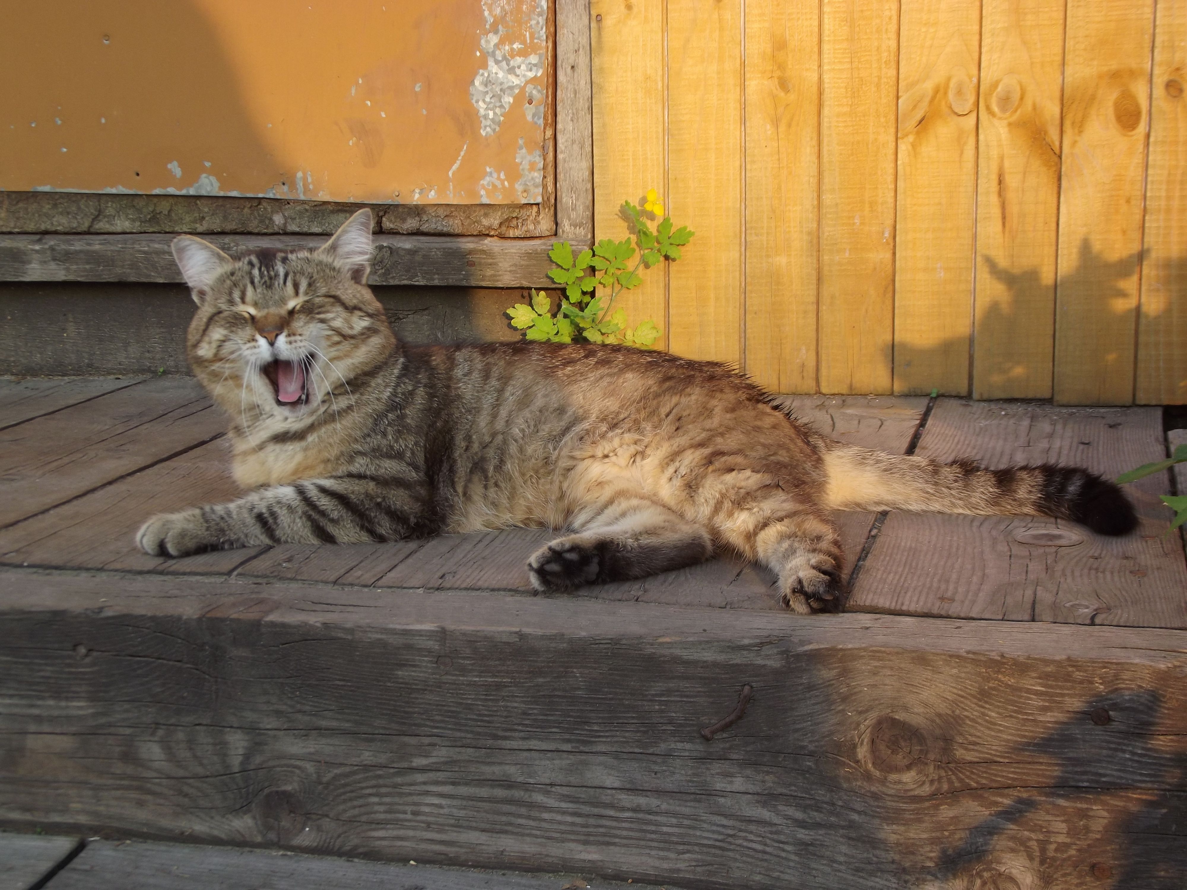 соседский котэ улыбается