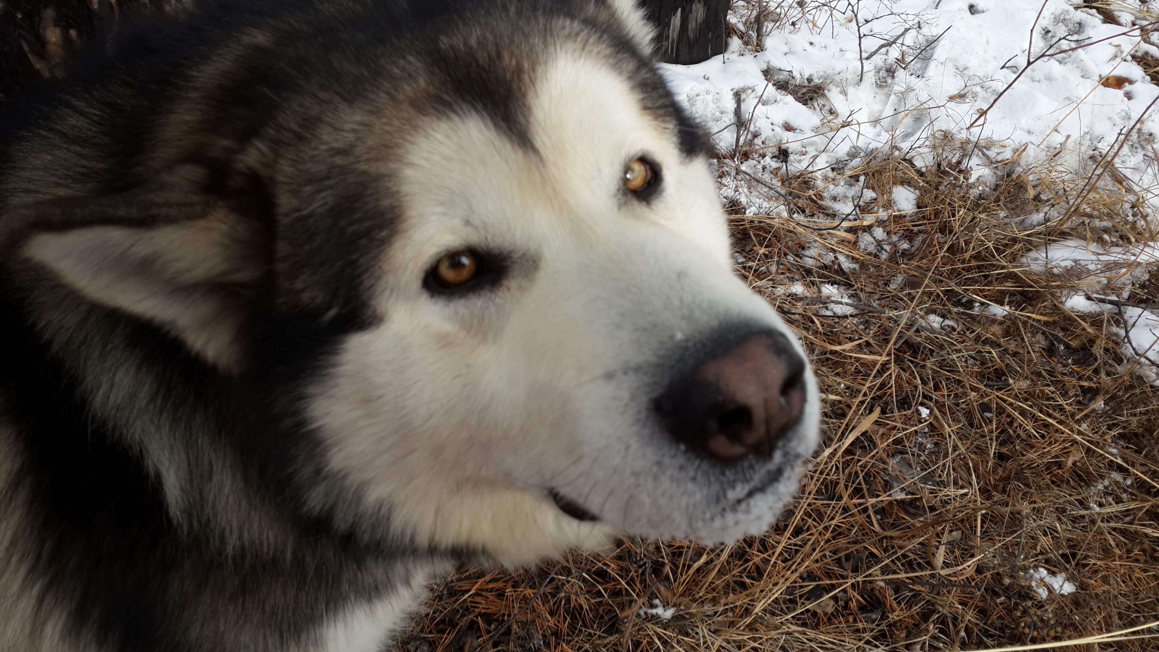 Барсик лесной