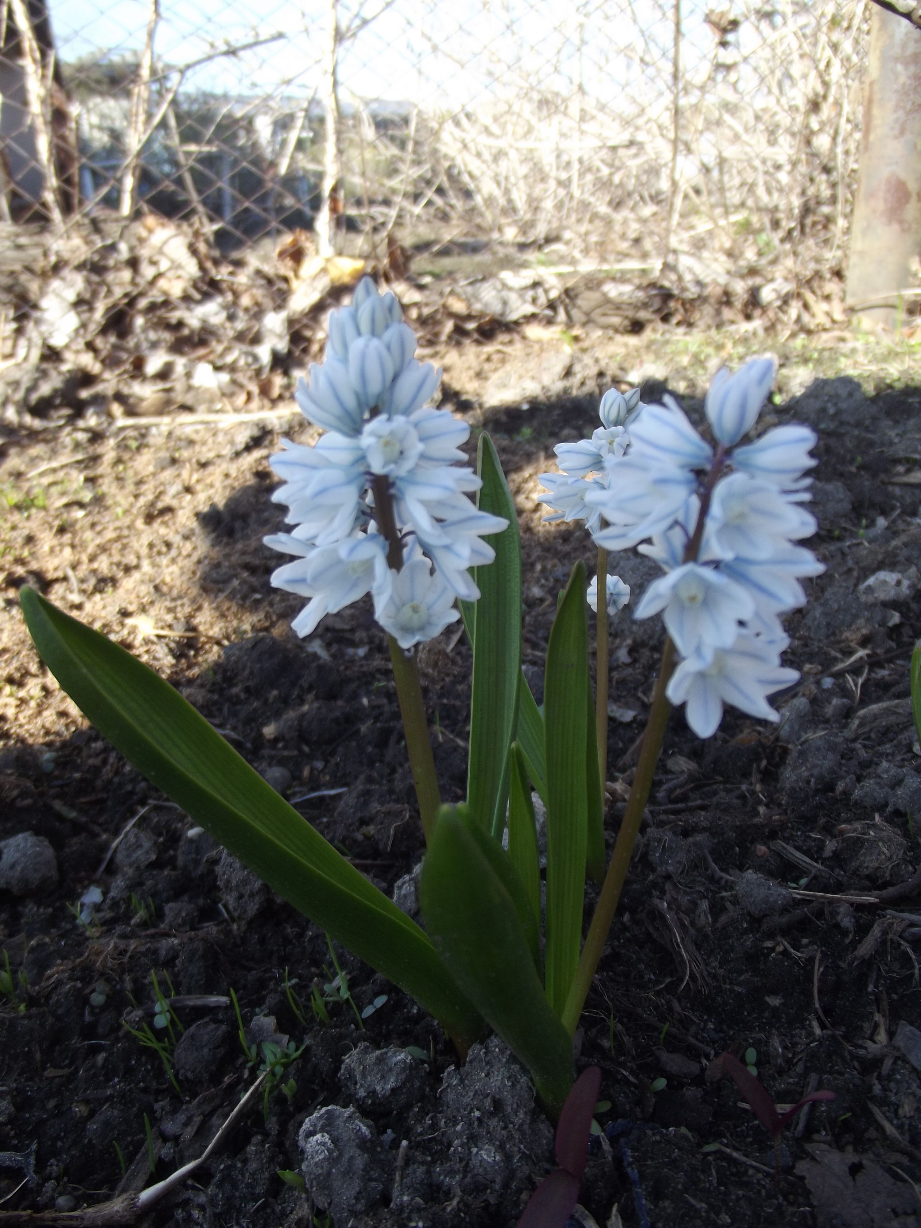 цветуй пушкиния