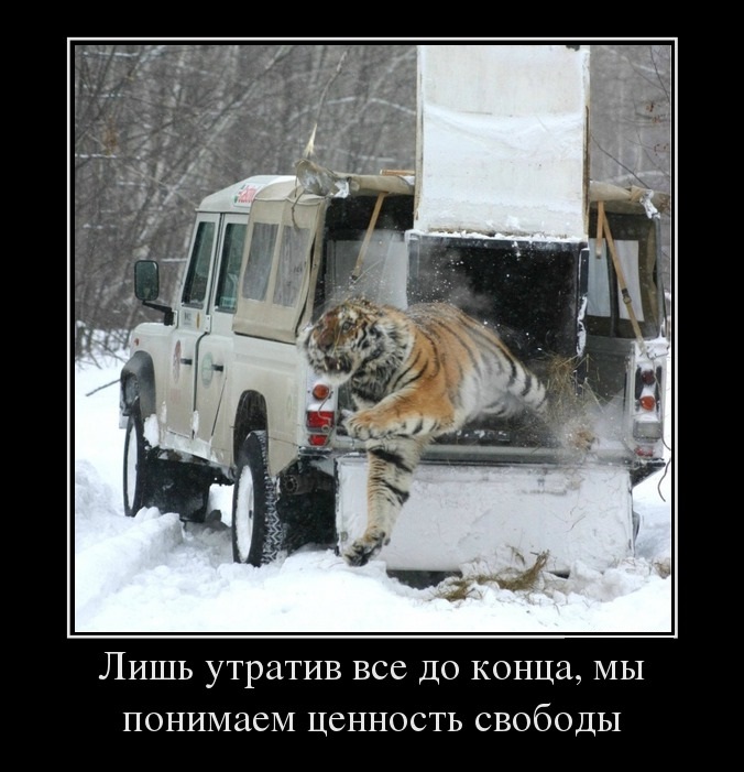 Ценность свободы
