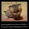 Единственный недостаток котенка